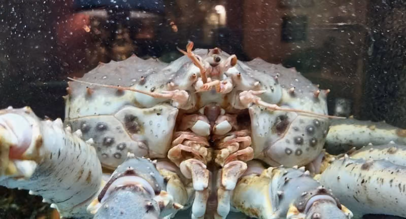 Il Pescatore