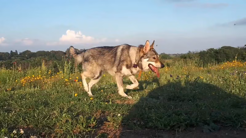 Agriturismo La Mucca Ballerina