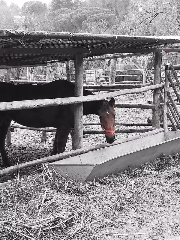 Agriturismo La Mucca Ballerina